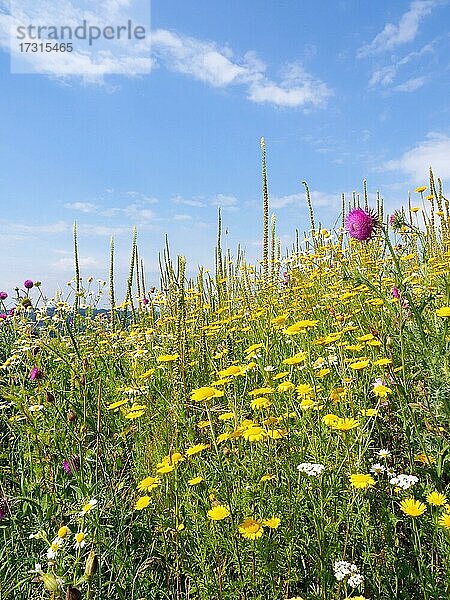 Blumenwiese oder Blühfläche als Lebensraum in der Feldflur  Solms  Hessen