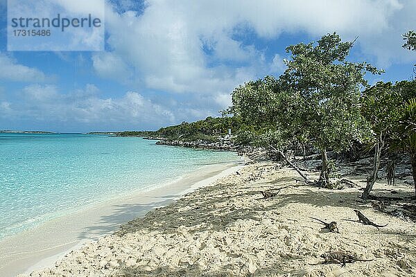 Leguane an einem weißen Sandstrand  Exumas  Karibik  Bahamas  Mittelamerika