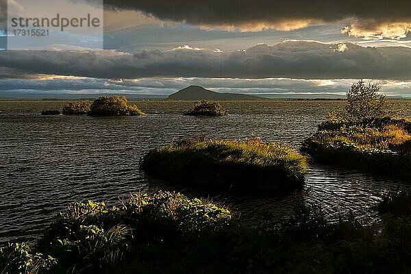 Grasbewachsenes Ufer im Abendlicht  Mývatn  Nordisland  Island  Europa