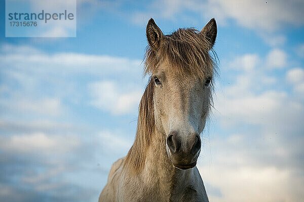 Islandpferd (Equus islandicus)  Porträt  Lýtingsstaðir  Nord-Island  Island  Europa