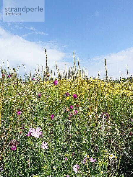 Blumenwiese oder Blühfläche als Lebensraum in der Feldflur  Solms  Hessen