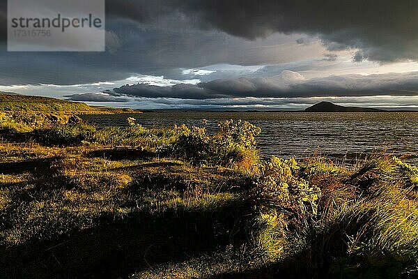 Engelwurz (Angelica archangelica) und grasbewachsenes Ufer im Abendlicht  Mývatn  Nordisland  Island  Europa