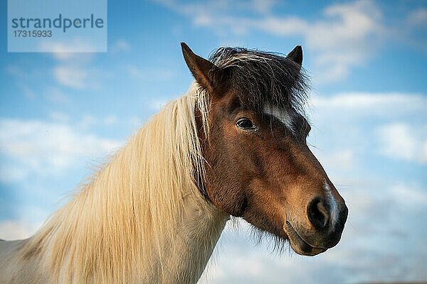 Islandpferd (Equus islandicus) im Abendlicht  Porträt  Lýtingsstaðir  Nord-Island  Island  Europa