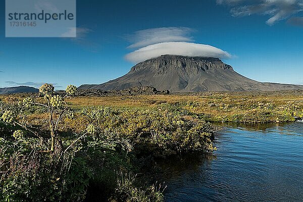 Engelwurz (Angelica archangelica)  Oase Herðubreiðarlindir  im Hintergrund Tafelvulkan Herðubreið oder Herdubreid  isländisches Hochland  Island  Europa