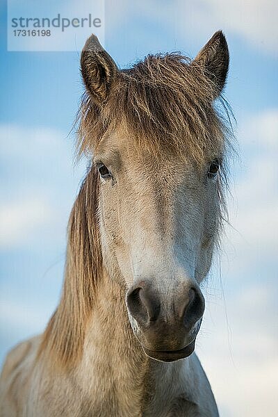 Islandpferd (Equus islandicus)  Porträt  Lýtingsstaðir  Nord-Island  Island  Europa