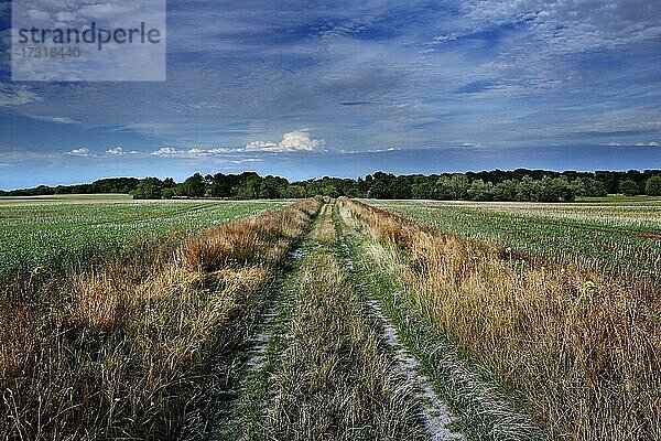 Feld im UNESCO-Biosphärenreservat Schaalsee  Insel  Kolonnenweg  Lochplattenweg  innerdeutsche Grenzanlage  Grünes Band  Grenzweg  Metropolregion Hamburg  Kampenwerder  Landkreis Ludwigslust-Parchim  Mecklenburg-Vorpommern  Deutschland  Europa