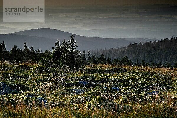 Aussicht auf den Harz von der Kuppe des Brocken  Blocksberg  Gipfelplateau  Nationalpark Harz  Schierke  Werningerode  Harz  Sachsen-Anhalt  Deutschland  Europa