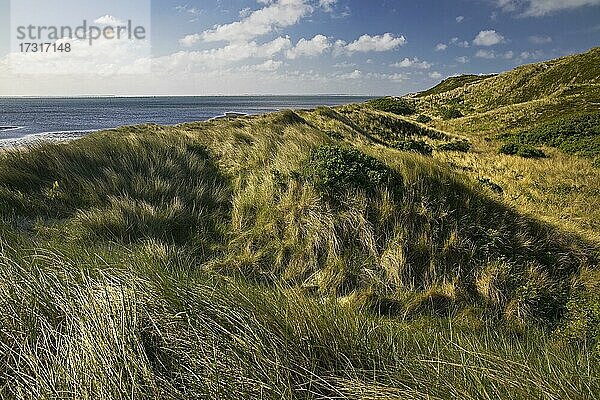 Dünenlandschaft mit Blick auf das Meer  Nehrung an der Ostküste  Hörnum  Sylt  Schleswig-Holstein  Deutschland  Europa