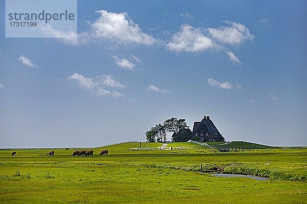 Die Kirchwarft mit Marschlandschaft  Hallig Hooge  Nordfriesland  Schleswig-Holstein  Deutschland  Europa