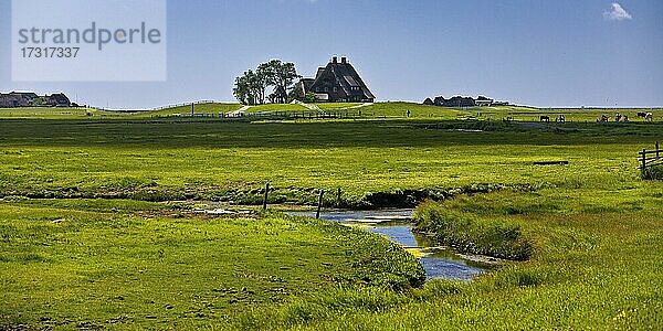 Die Kirchwarft mit Marschlandschaft und Entwässerungsgräben  Hallig Hooge  Nordfriesland  Schleswig-Holstein  Deutschland  Europa