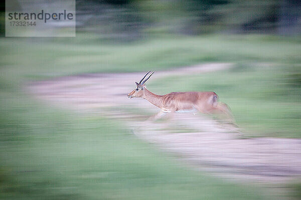 Ein Impala  Aepyceros melampus  läuft  Bewegungsunschärfe