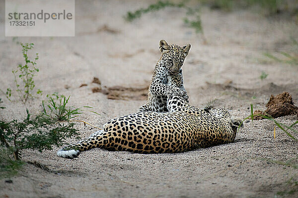 Eine Leopardin und ihr Junges  Panthera pardus  spielen zusammen im Sand