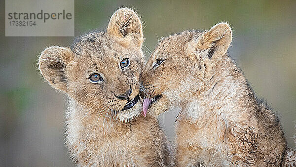 Zwei Löwenjunge  Panthera leo  sitzen zusammen  einer leckt den anderen