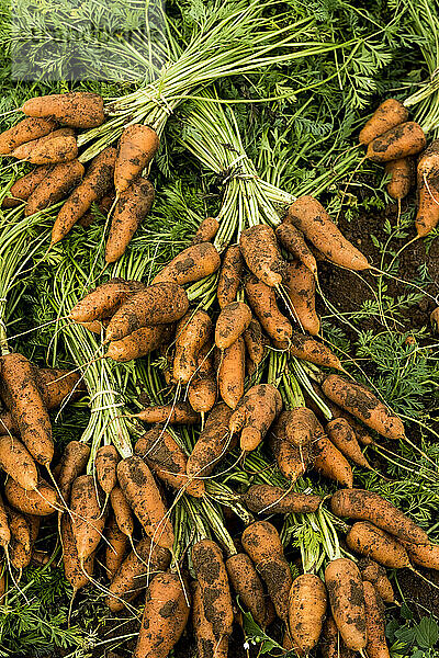 Nahaufnahme von frisch gepflückten Karottensträußen.