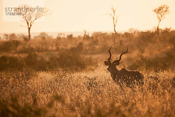 Ein Kudu  Tragelaphus strepsiceros  steht im hohen Gras bei Sonnenuntergang  warmes Licht