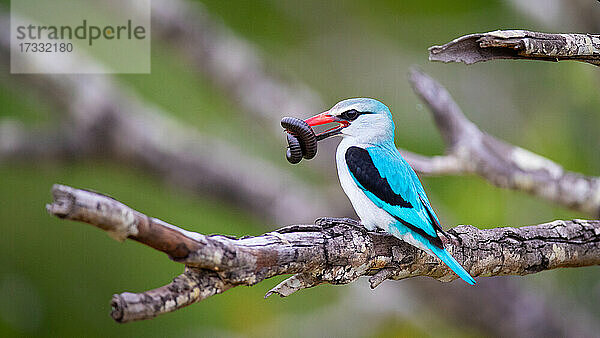 Ein Wald-Eisvogel  Halcyon senegalensis  sitzt auf einem Ast mit einem Insekt im Schnabel