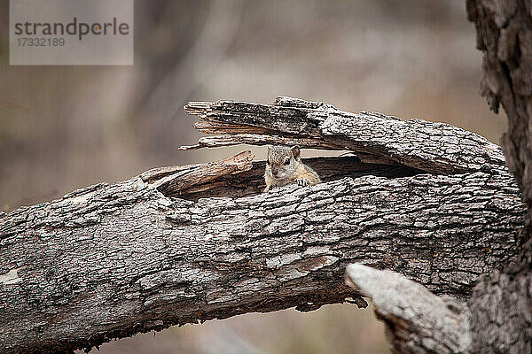 Ein Baumhörnchen  Paraxerus cepapi  späht zwischen einem abgebrochenen Ast hervor