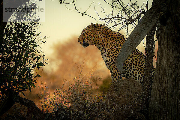 Männlicher Leopard  Panthera pardus  sitzend bei Sonnenuntergang