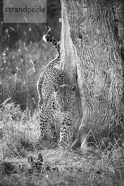 Ein Leopard  Panthera pardus  reibt sich an einem Baum