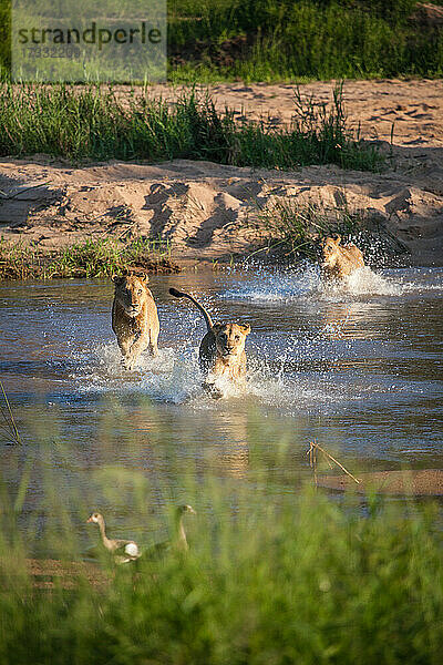Ein Löwenrudel  Panthera leo  läuft durch einen Fluss