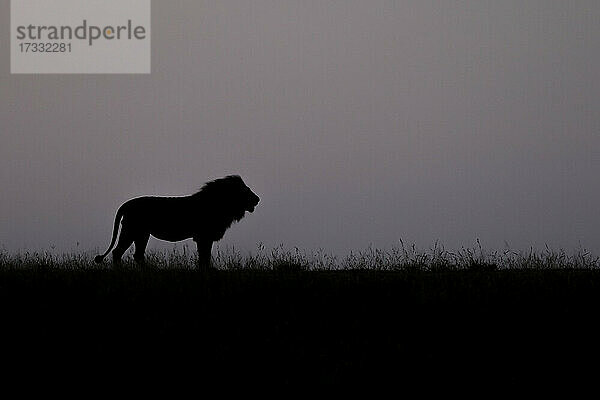 Silhouette eines männlichen Löwen  Panthera leo  stehend in kurzem Gras