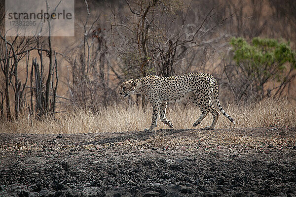 Ein Gepard  Acinonyx jubatusm  läuft über trockenen Boden