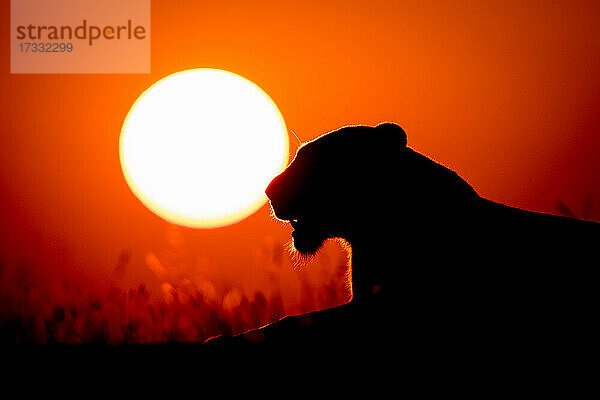 Die Silhouette einer Löwin  Panthera leo  liegend bei Sonnenuntergang  gelbe Sonne Hintergrund