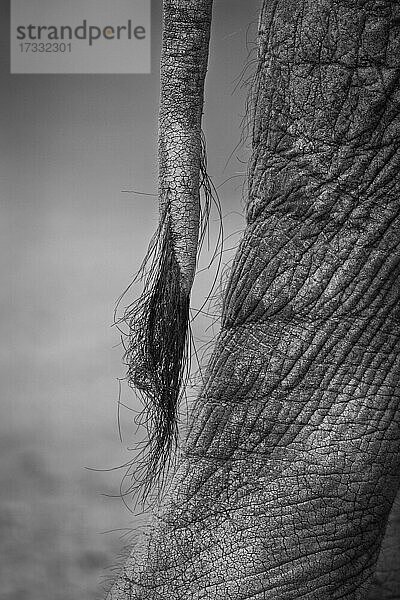 Der Schwanz eines Elefanten  Loxodonta africana