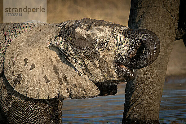 Ein Elefantenkalb  Loxodonta africana  trinkt Wasser  nasse Haut