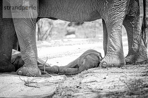 Ein Elefantenkalb  Loxodonta africana  liegt unter den Beinen seiner Mutter