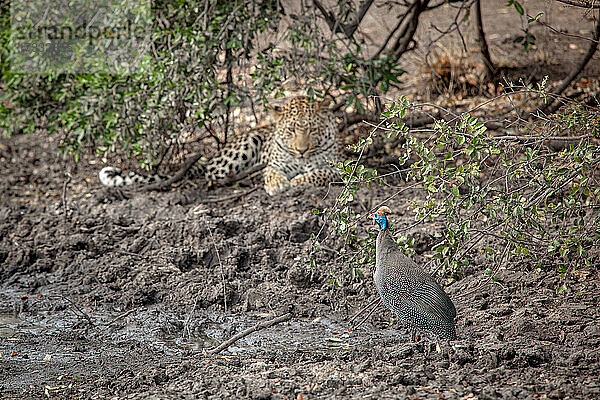 Ein Leopard  Panthera pardus  beobachtet einen behelmten Perlhuhn  Numida meleagris