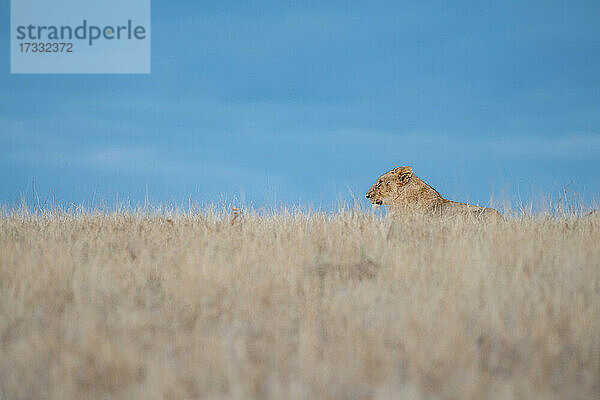 Eine Löwin  Panthera leo  liegt im trockenen Gras  blauer Himmel Hintergrund