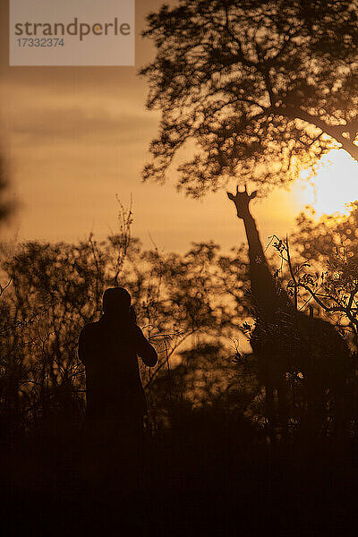Fotografieren einer Giraffensilhouette bei Sonnenuntergang
