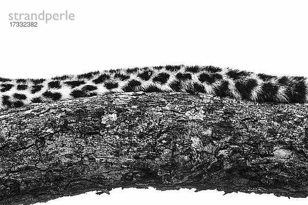 Der Schwanz eines Leoparden  Panthera pardus  auf einem Baumast liegend