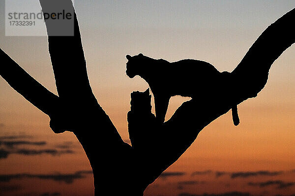 Silhouette eines Leoparden  Panthera pardus  der bei Sonnenuntergang in einem Baum sitzt