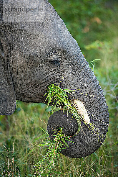 Das Seitenprofil eines Elefanten  Loxodonta africana  mit aufgerolltem Rüssel beim Grasfressen