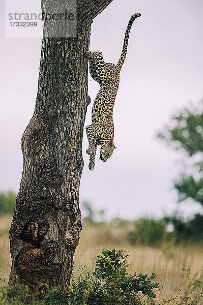 Ein Leopard  Panthera pardus  klettert einen Baum hinunter