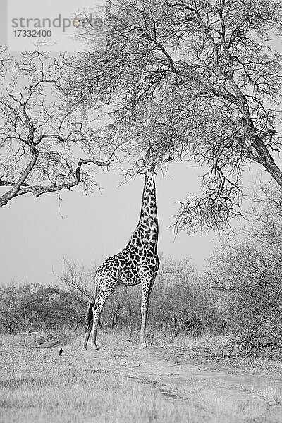 Eine Giraffe  Giraffa camelopardalis giraffa  greift nach einem Baum