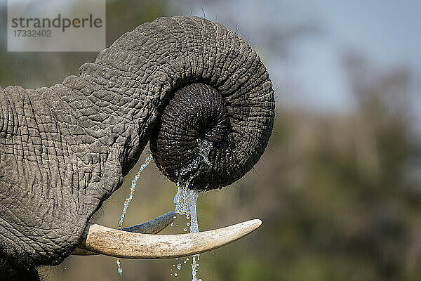 Ein Elefantenrüssel  Loxodonta africana  zusammengerollt mit abtropfendem Wasser