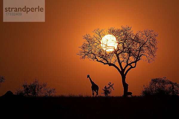 Eine Silhouette einer Giraffe bei Sonnenuntergang