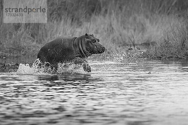 Ein Flusspferdkalb  Hippopotamus amphibius  läuft durch Wasser