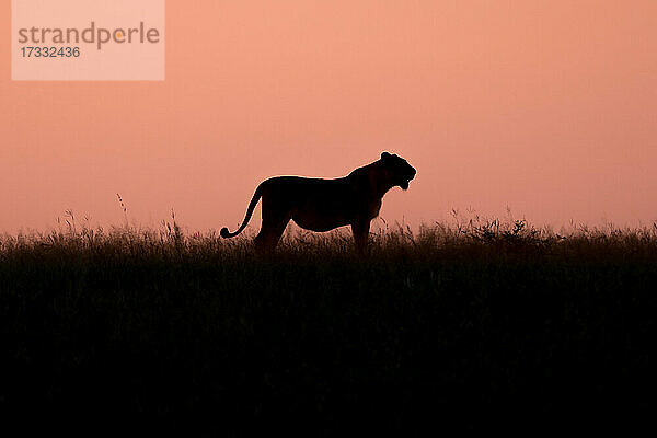 Silhouette einer Löwin  Panthera leo auf einer Lichtung bei Sonnenuntergang