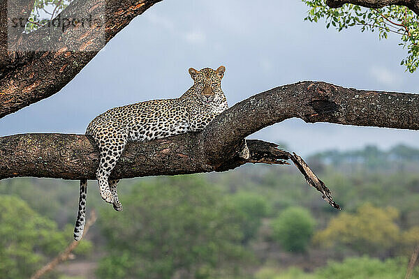 Ein Leopard  Panthera pardus  liegt auf einem Ast in einem Baum