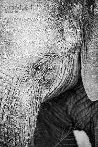Der Kopf eines Elefanten  Loxodonta africana  Auge geschlossen
