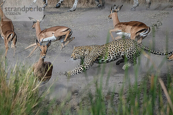 Ein Leopard  Panthera pardus  jagt ein Impala  Aepyceros melampus