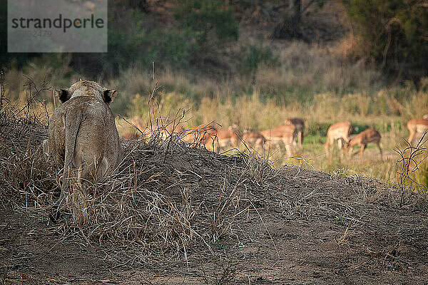 Eine Löwin  Panthera leo  pirscht sich an eine Herde von Impalas  Aepyceros melampus  heran