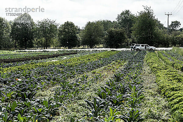 Blick über Reihen von grünem Gemüse auf einem Bauernhof.