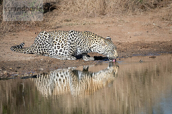 Ein Leopard  Panthera pardus  bückt sich  um Wasser aus einem Wasserloch zu trinken