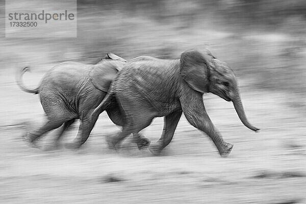 Zwei Elefantenkälber  Loxodonta Africana  laufen zusammen  Bewegungsunschärfe