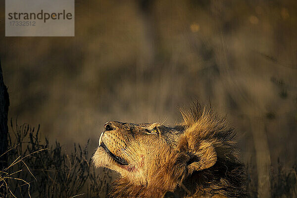 Ein männlicher Löwe  Panthera leo  schaut auf